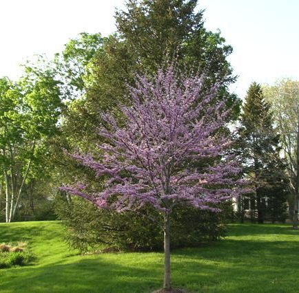 purple blossom tree